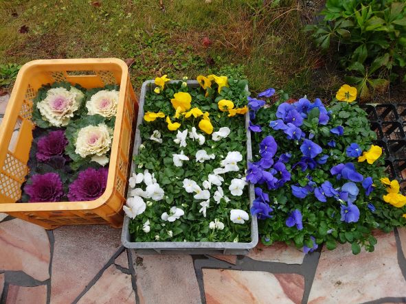 春花壇の準備 苗